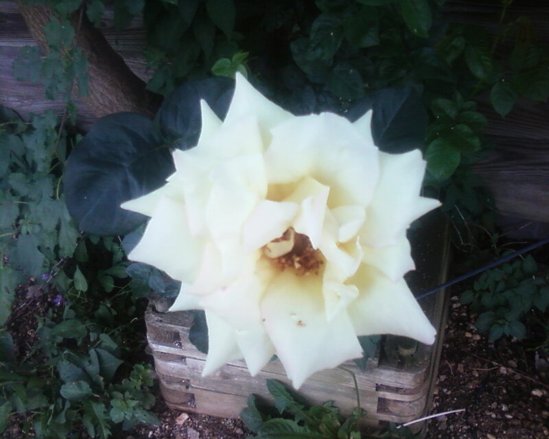 White Rose Flower — Natural