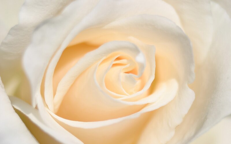 White Rose Flower — Photograph, Cream