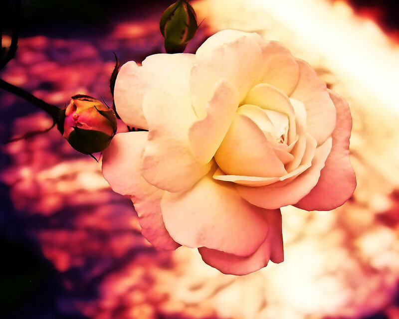 White Rose Flower — Pink, Dramatic