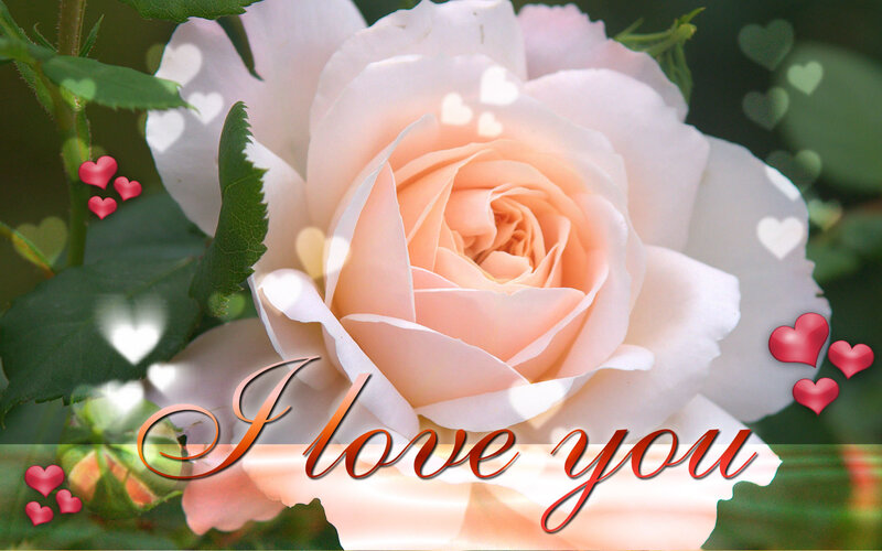 White Rose Flower — Pink