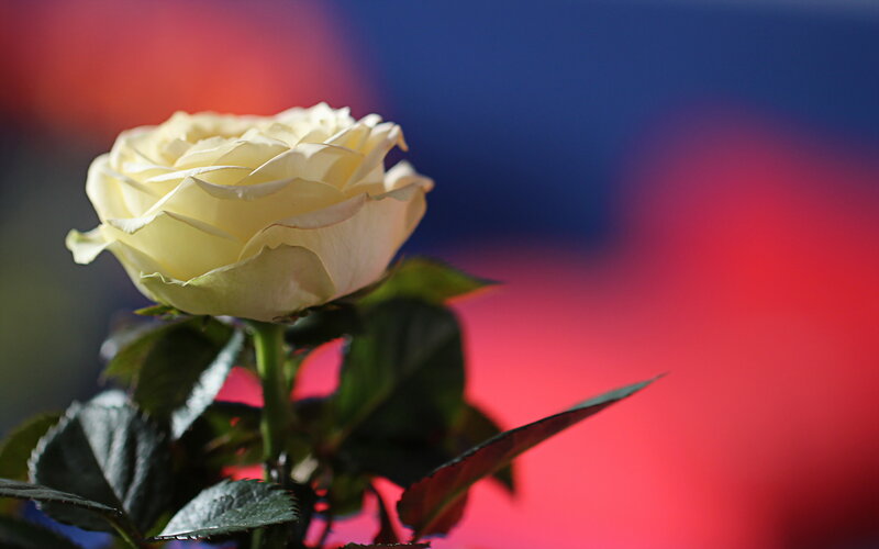 White Rose Flower — Red, Dramatic