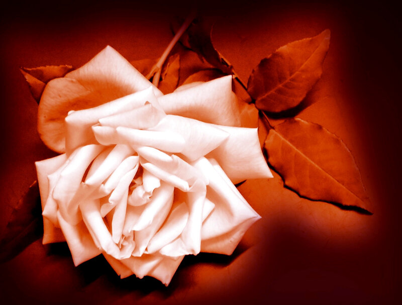 White Rose Flower — Red