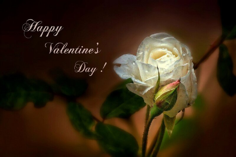 White Rose Flower — Romantic, Photograph