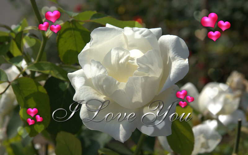 White Rose Flower — Romantic