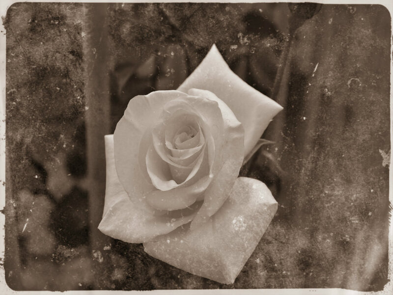 White Rose Flower — Sepia, Serene