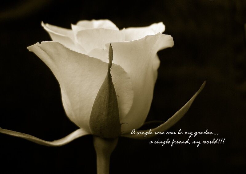White Rose Flower — Sepia