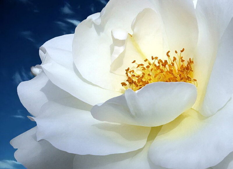White Rose Flower — Serene, Afternoon, Photograph, Blue Sky