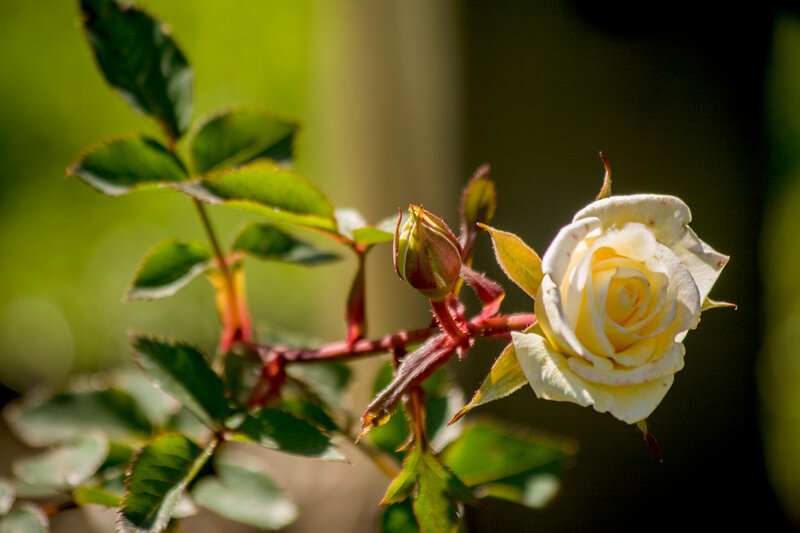 White Rose Flower — Serene, Afternoon, Photograph, Bud, Leaves