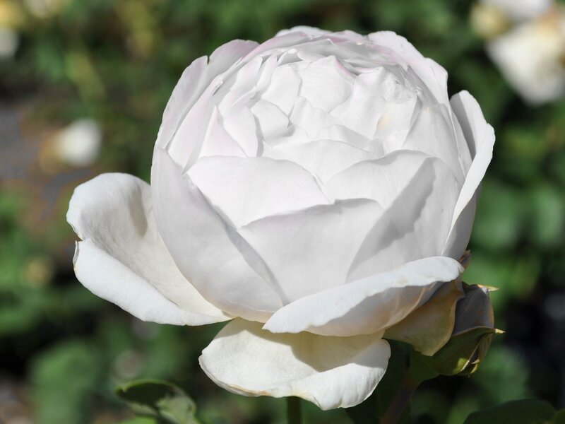 White Rose Flower — Serene, Afternoon, Photograph, Green Leaves, Bud