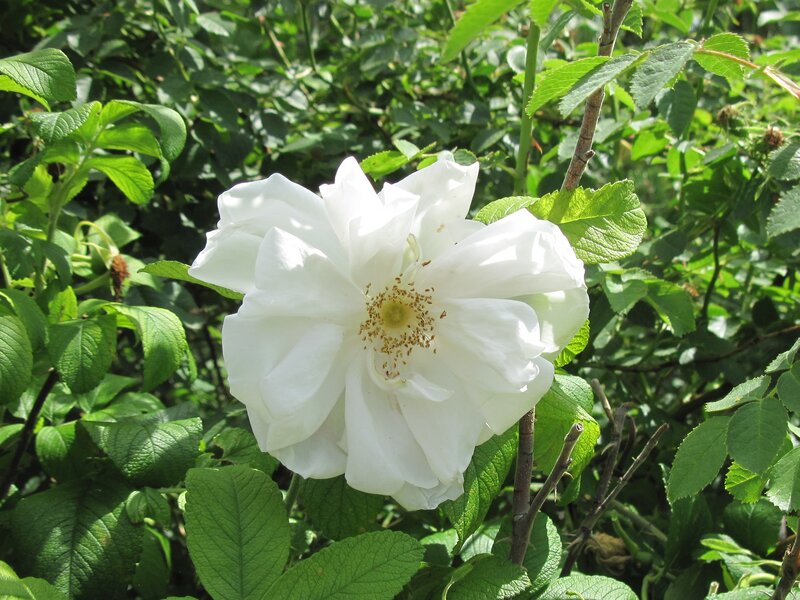White Rose Flower — Serene, Afternoon, Photograph, Green Leaves, Flower Center