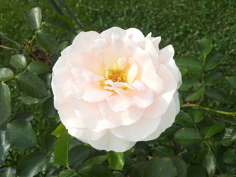 White Rose Flower — Serene, Afternoon, Photograph, Green Leaves, Grass