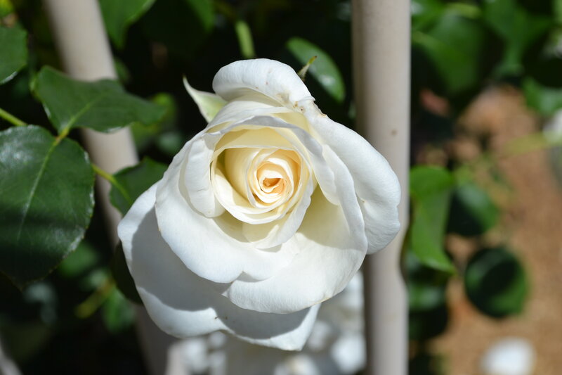 White Rose Flower — Serene, Afternoon, Photograph, Green Leaves, Plant Support