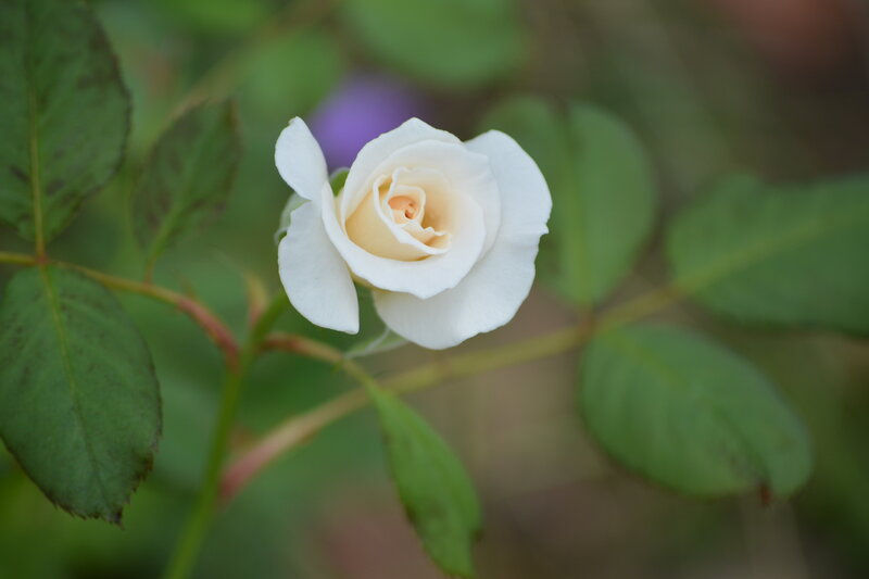 White Rose Flower — Serene, Afternoon, Photograph, Green Leaves, Stem