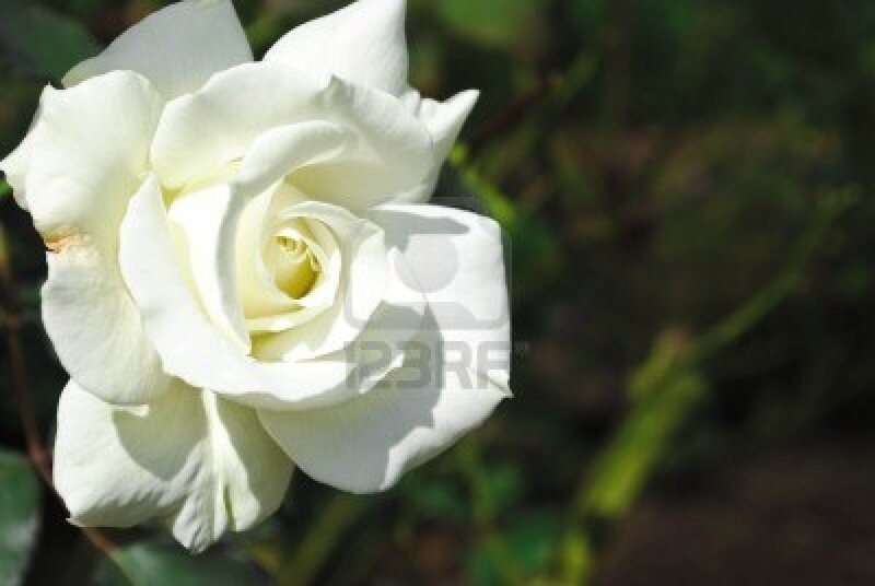 White Rose Flower — Serene, Afternoon, Photograph, Green Leaves, Sunlight