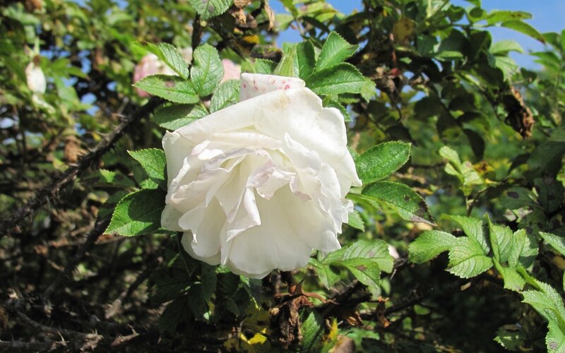 White Rose Flower — Serene, Afternoon, Photograph, Green Leaves, Thorny Stem