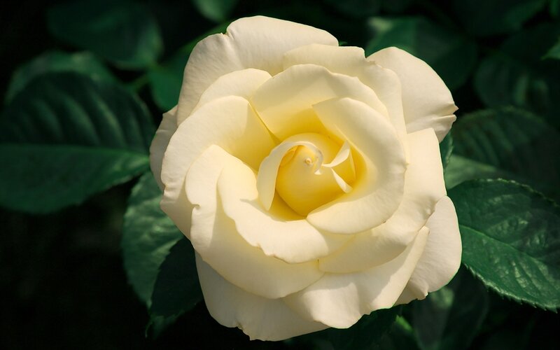 White Rose Flower — Serene, Afternoon, Photograph, Green Leaves