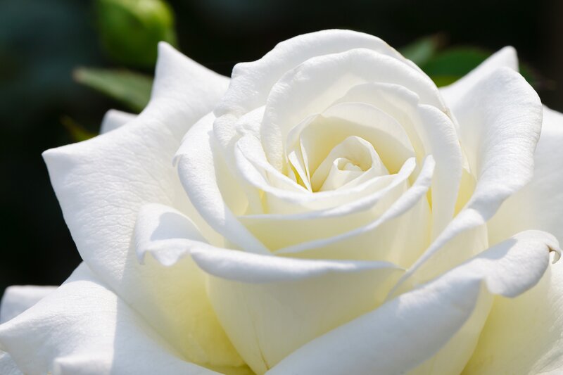 White Rose Flower — Serene, Afternoon, Photograph, Petals, Bud