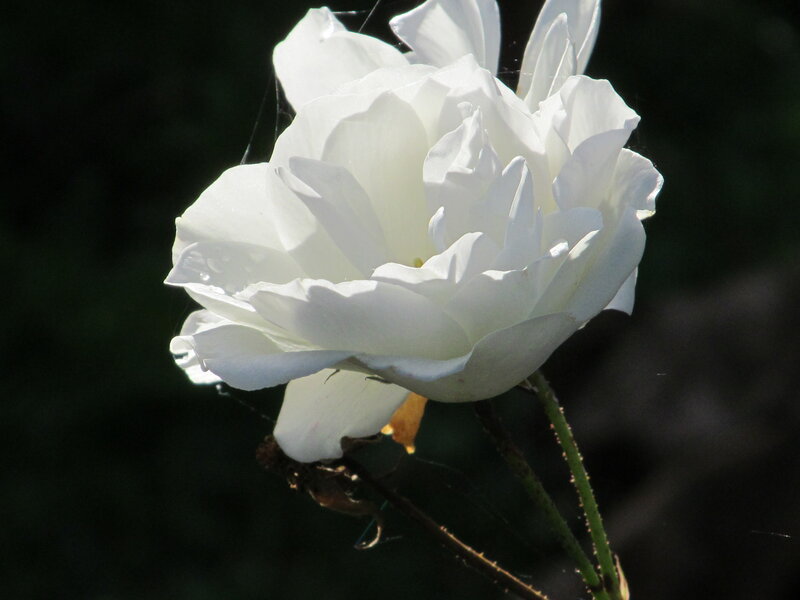 White Rose Flower — Serene, Afternoon, Photograph, Stem