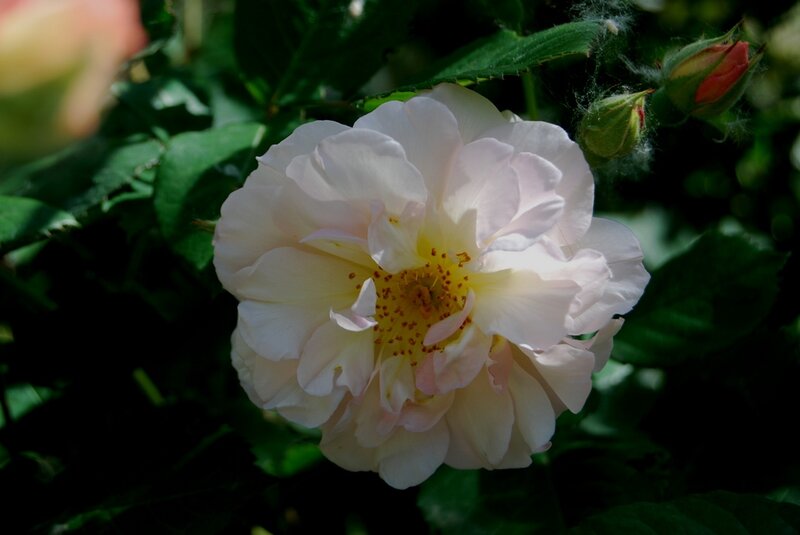 White Rose Flower — Serene, Afternoon, Photograph