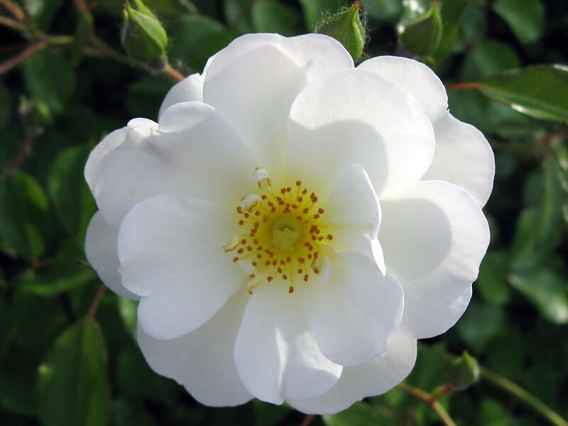 White Rose Flower — Serene, Afternoon, Photograph, Yellow Stamen
