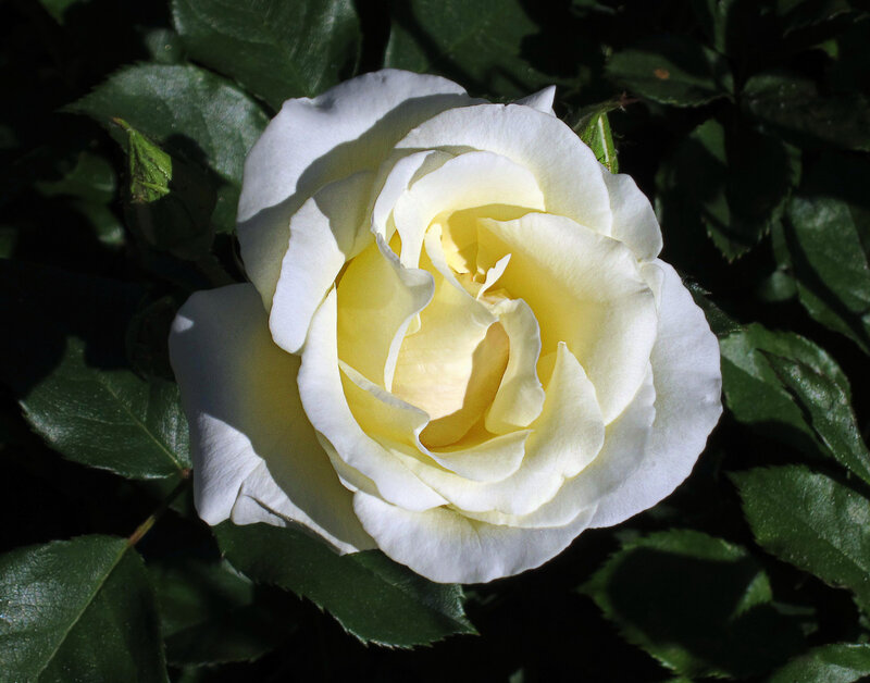 White Rose Flower — Serene, Afternoon