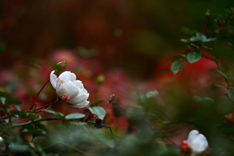 White Rose Flower — Serene, Autumn