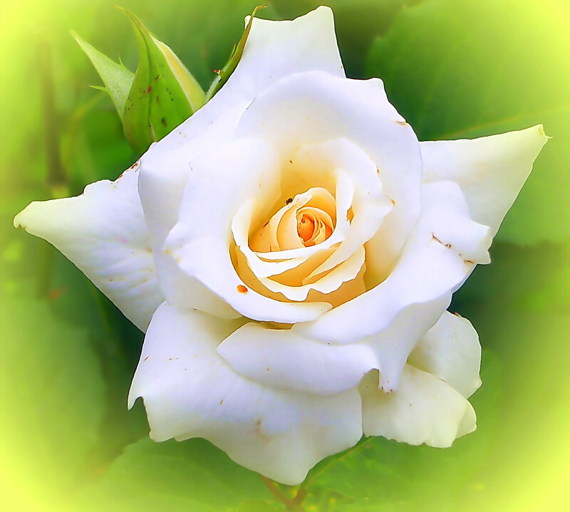 White Rose Flower — Serene, Morning, Photograph, Green Leaves
