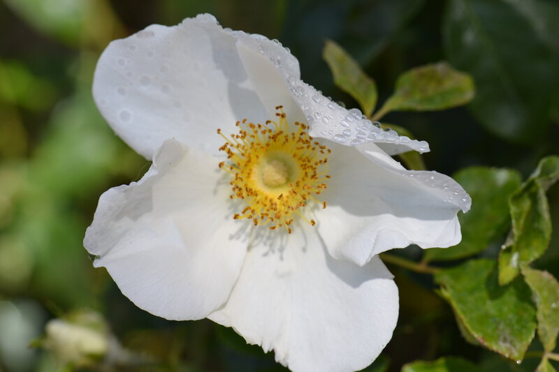 White Rose Flower — Serene, Morning