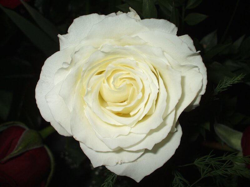 White Rose Flower — Serene, Night, Photograph, Green Leaves
