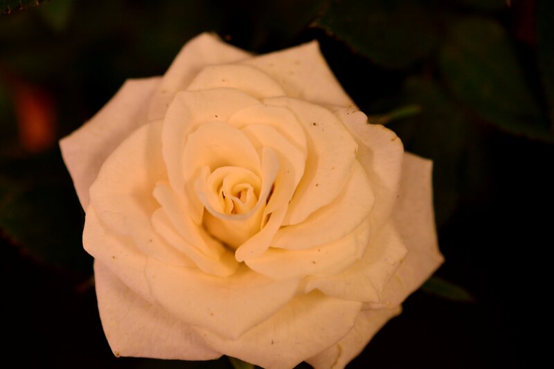 White Rose Flower — Serene, Night, Photograph, Petals