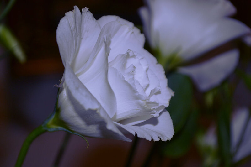 White Rose Flower — Serene, Night, Photograph