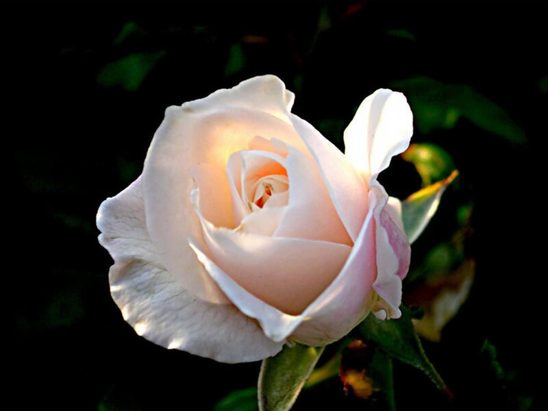 White Rose Flower — Serene, Night