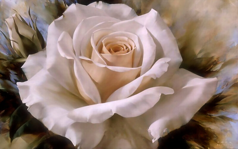 White Rose Flower — Serene, Painting