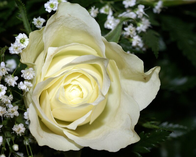 White Rose Flower — Serene, Photograph, Baby's Breath
