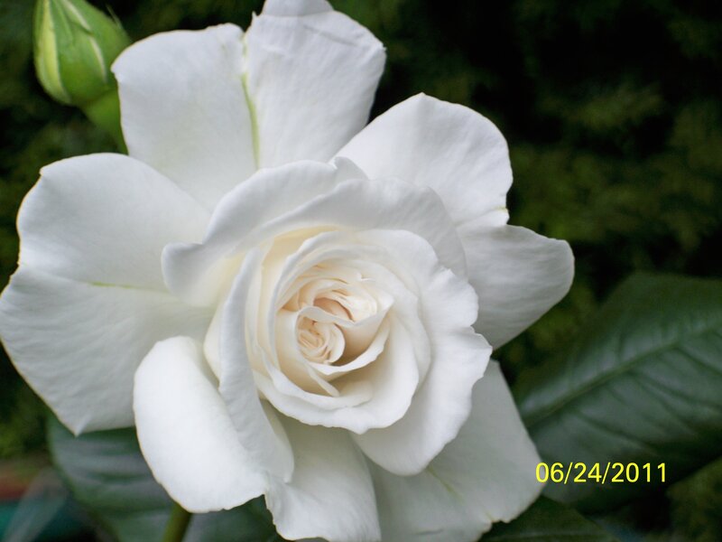 White Rose Flower — Serene, Photograph, Bud, Leaf