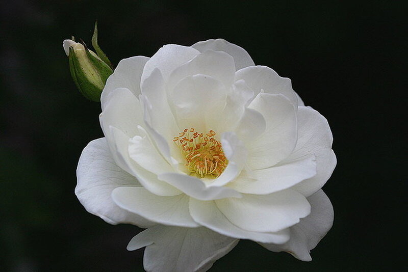 White Rose Flower — Serene, Photograph, Bud, Stamen