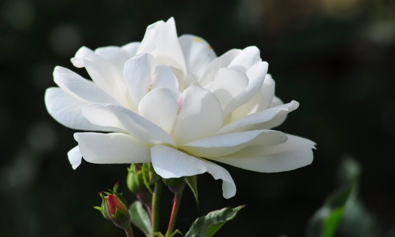 White Rose Flower — Serene, Photograph, Bud, Stem, Leaf