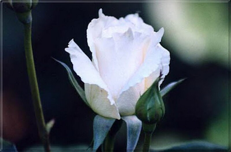 White Rose Flower — Serene, Photograph, Bud, Stem