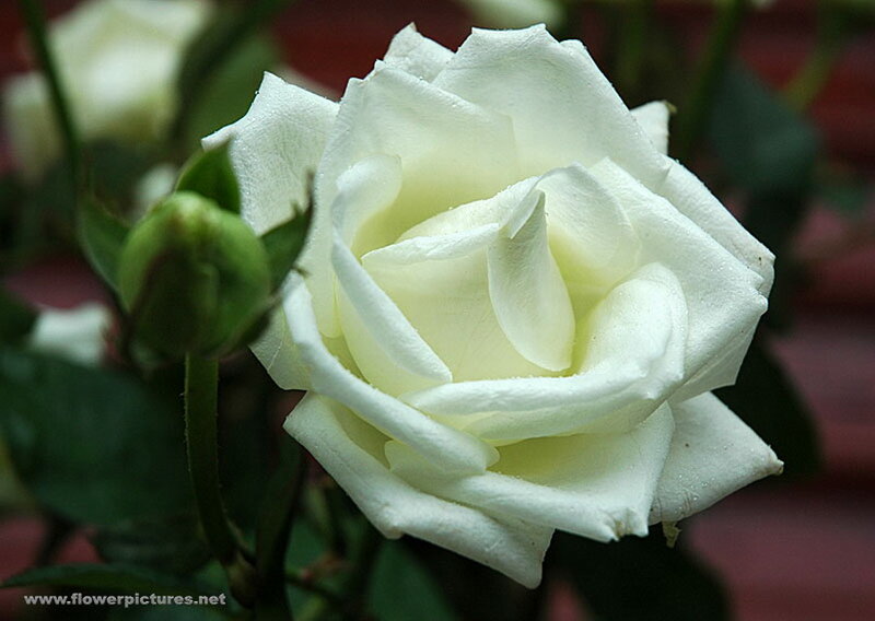 White Rose Flower — Serene, Photograph, Bud