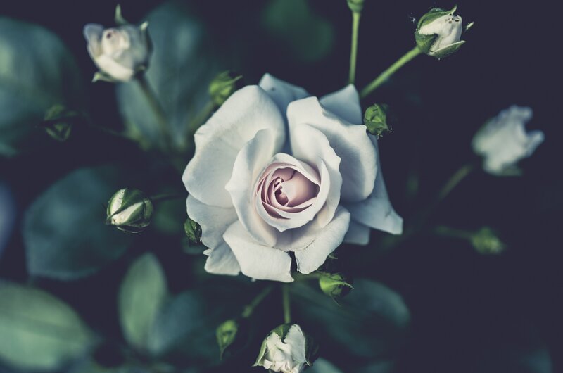 White Rose Flower — Serene, Photograph, Buds, Leaves
