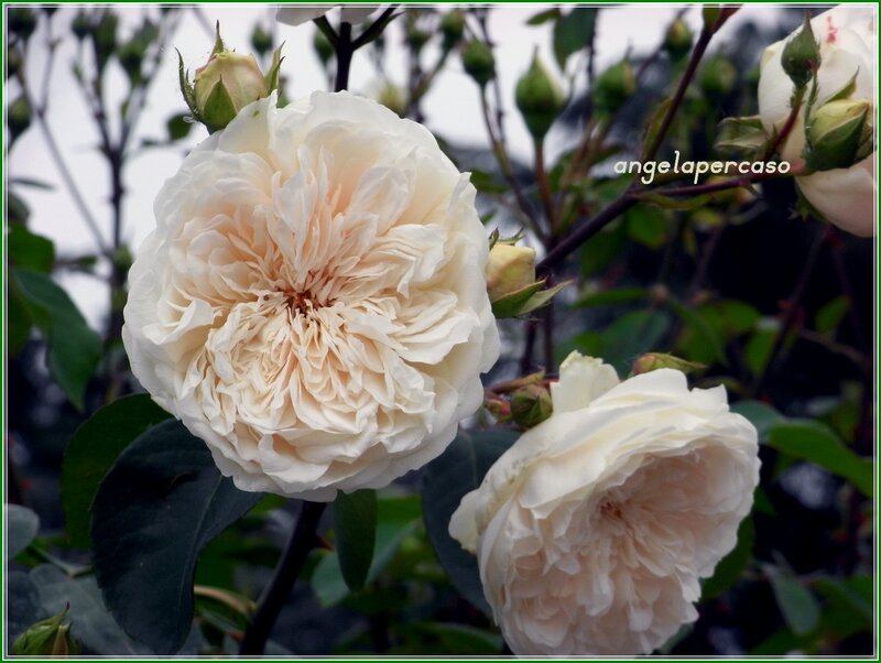 White Rose Flower — Serene, Photograph, Buds