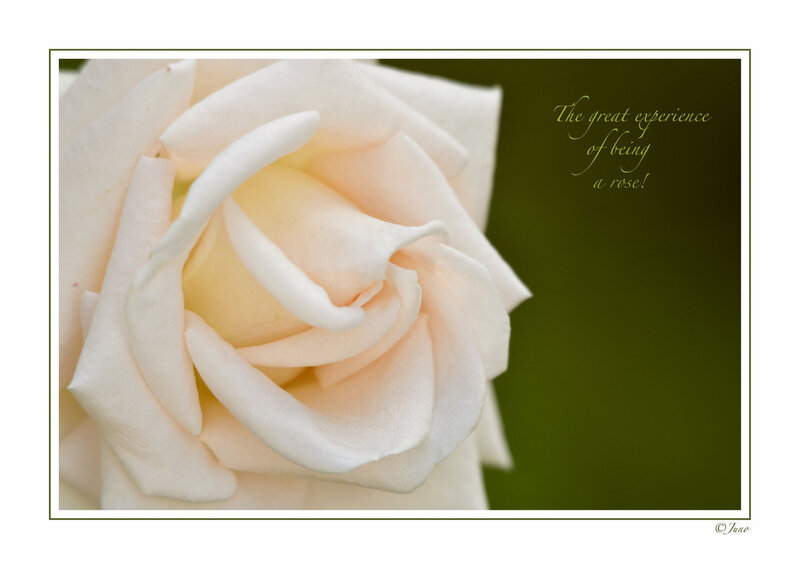 White Rose Flower — Serene, Photograph, Green Background