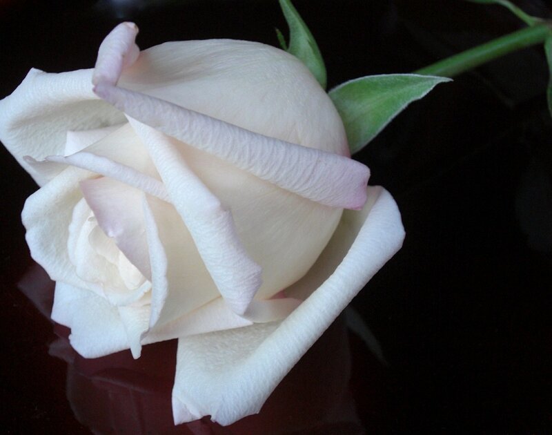 White Rose Flower — Serene, Photograph, Green Leaf