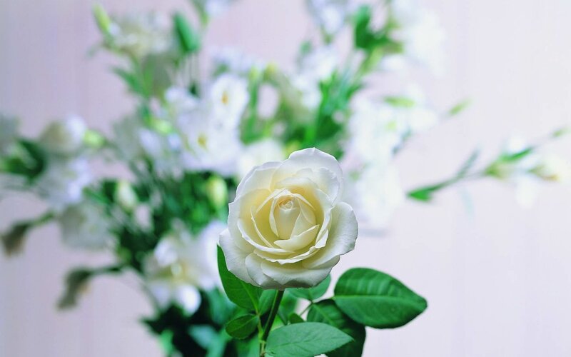 White Rose Flower — Serene, Photograph, Green Leaves, Bouquet
