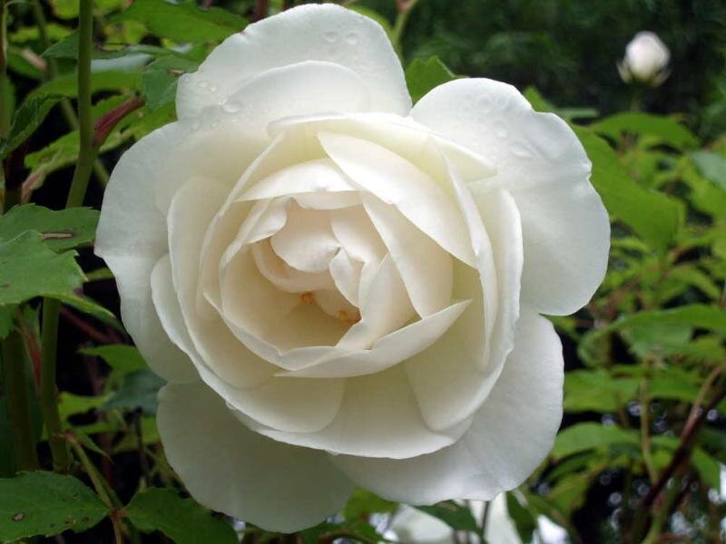 White Rose Flower — Serene, Photograph, Green Leaves, Bud