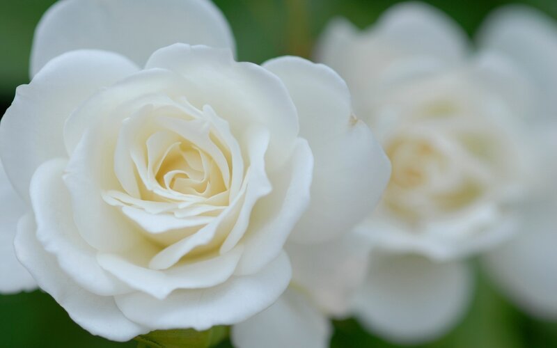 White Rose Flower — Serene, Photograph, Green Leaves, Green