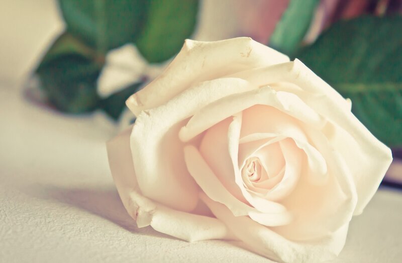 White Rose Flower — Serene, Photograph, Green Leaves, Surface