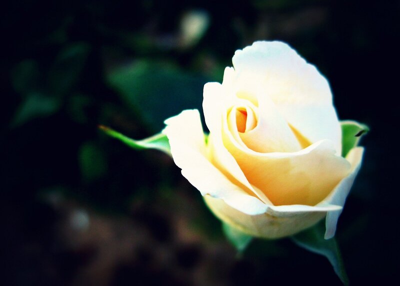 White Rose Flower — Serene, Photograph, Green Leaves, Yellow