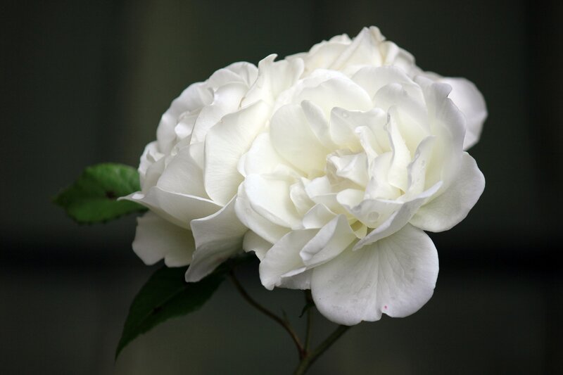 White Rose Flower — Serene, Photograph, Leaf, Petal