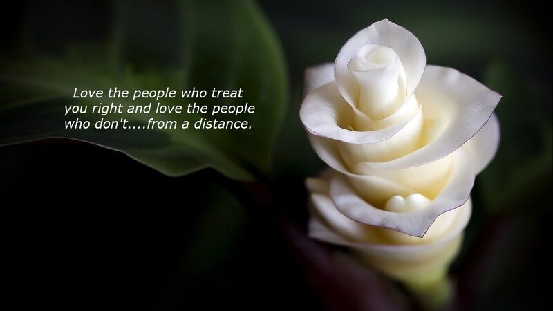 White Rose Flower — Serene, Photograph, Leaf